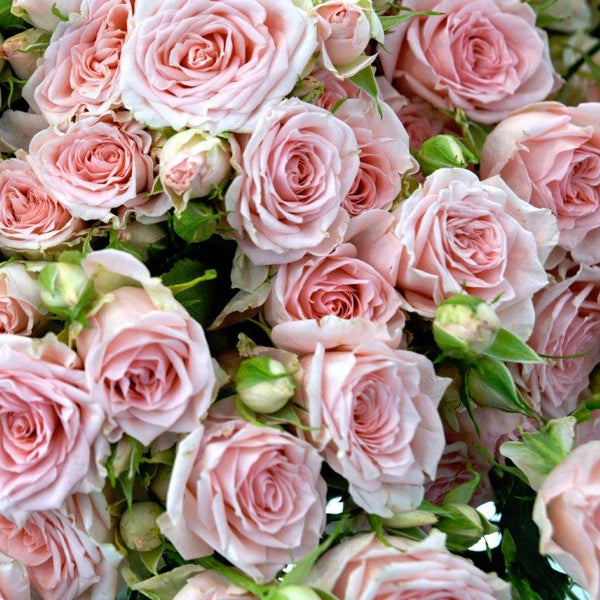 Damascus Rose Fragrance Oil Oregon Trail Soapers Supply