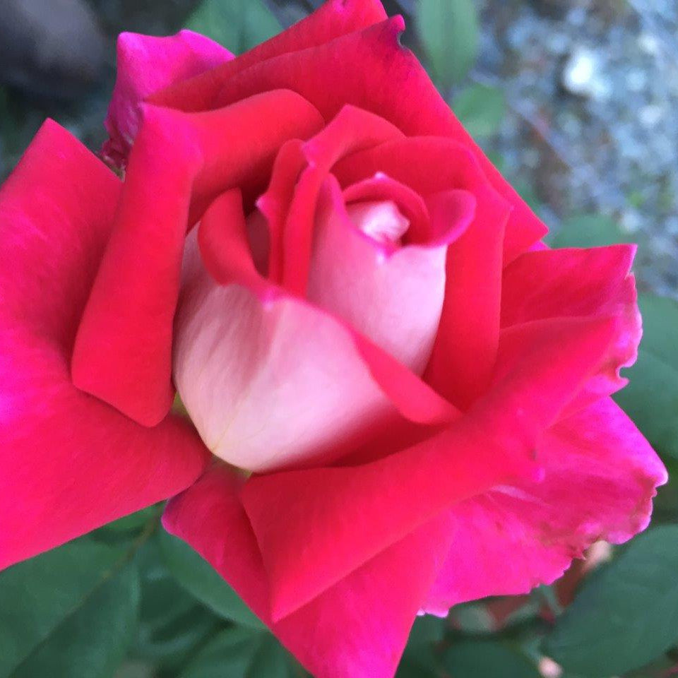 Rosebuds and Petals Botanicals – Oregon Trail Soapers Supply